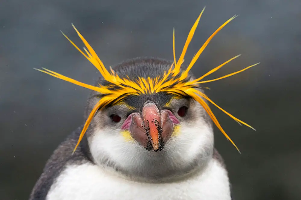 Royal penguin portrait