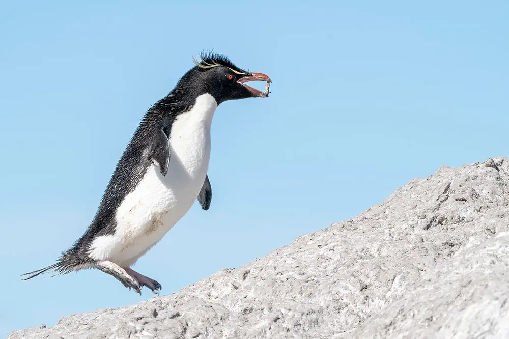 Southern rockhopper hopping up rocks