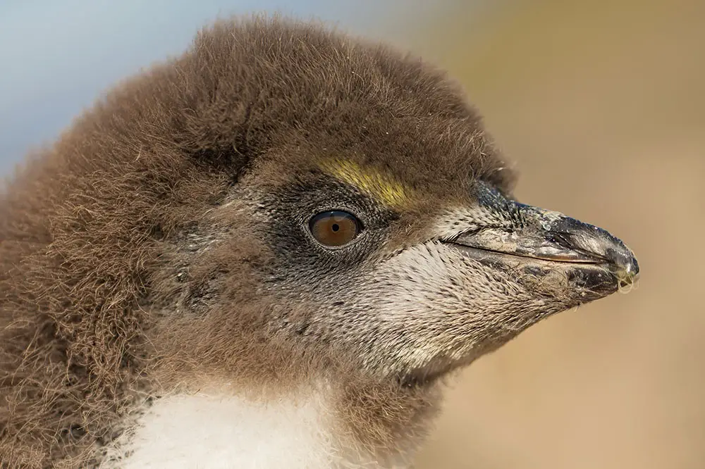 Young Rockhopper chick