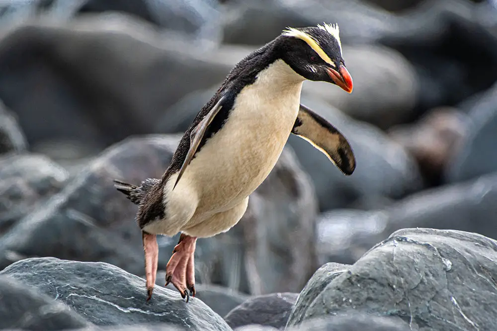 Fiordland penguin