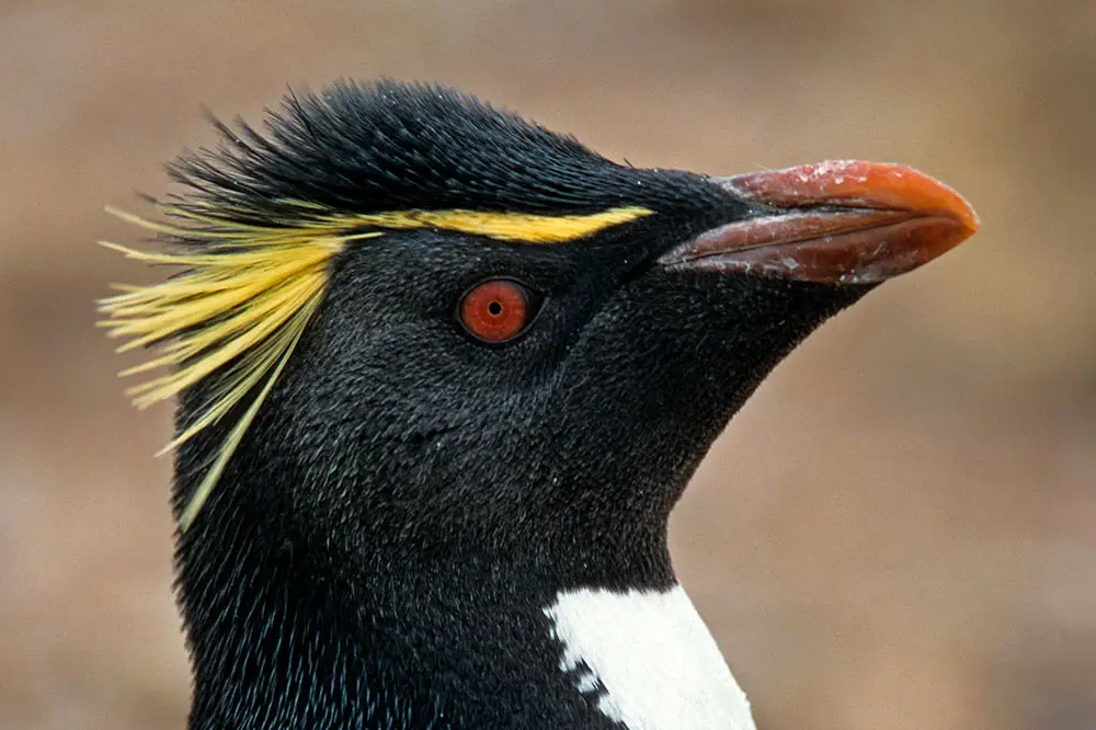 Erect-crested penguin