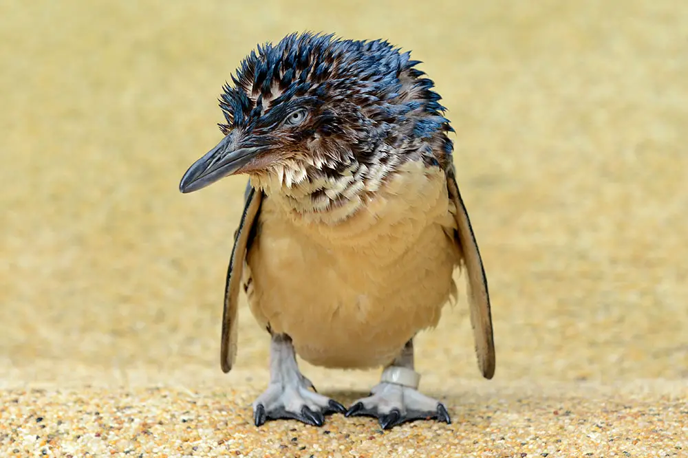 Little penguin