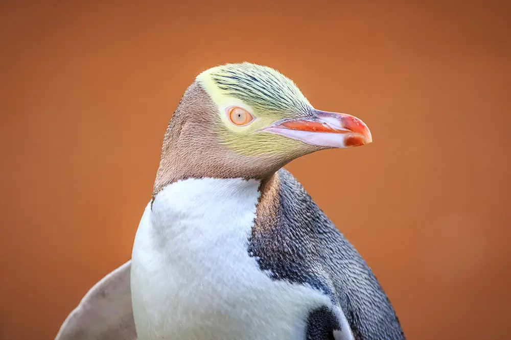 Yellow-eyed penguin