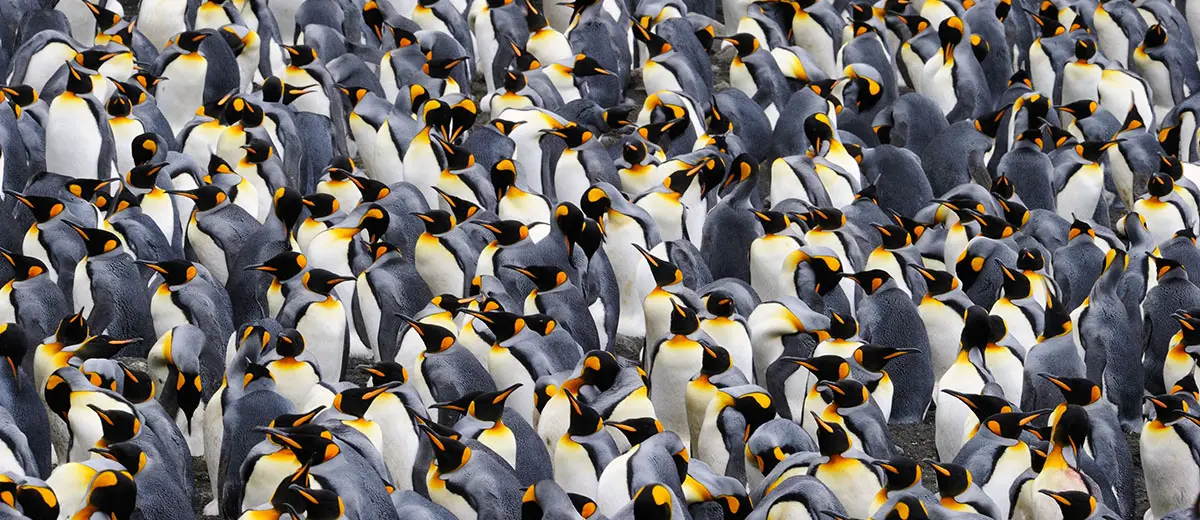 Group of King penguins