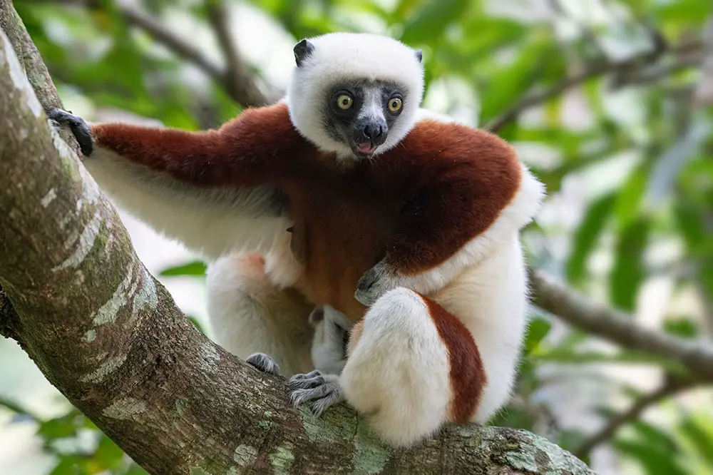Coquerel's Sifaka Lemur in Andasibe-Mantadia National Park