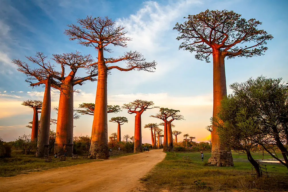 Sunset at the avenue of the baobabs in Madagascar