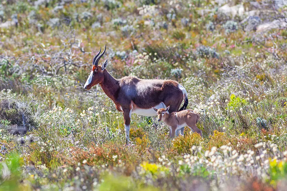 Bontebok in the fynbos of Table Mountain National Park, South Africa