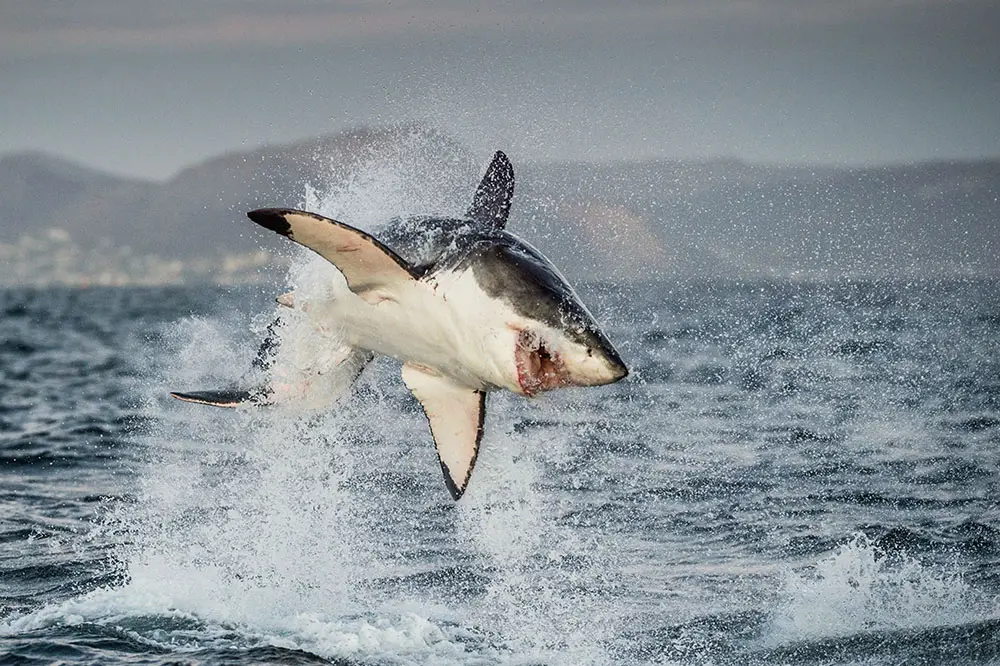 Great White Shark breaching off the coast of South Africa