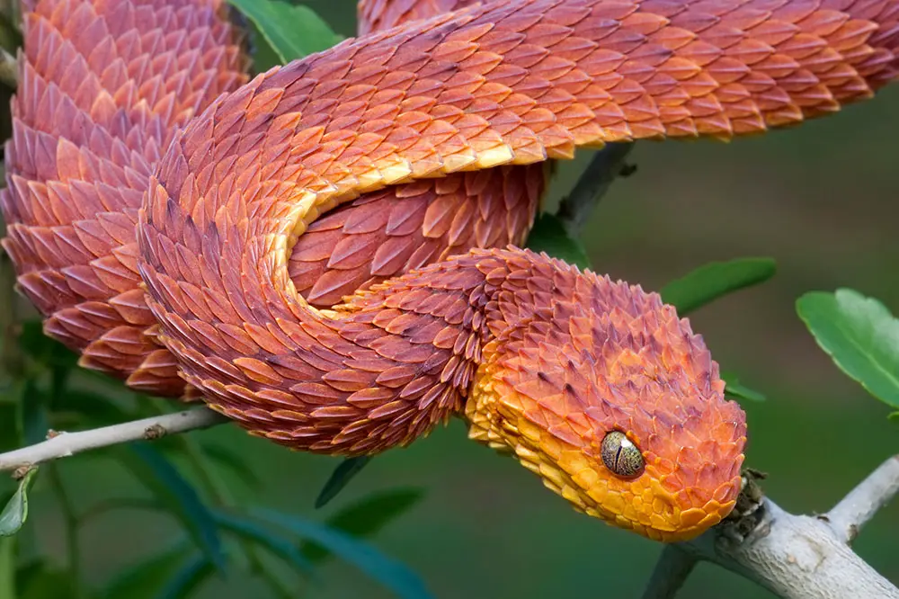 Variable Bush Viper