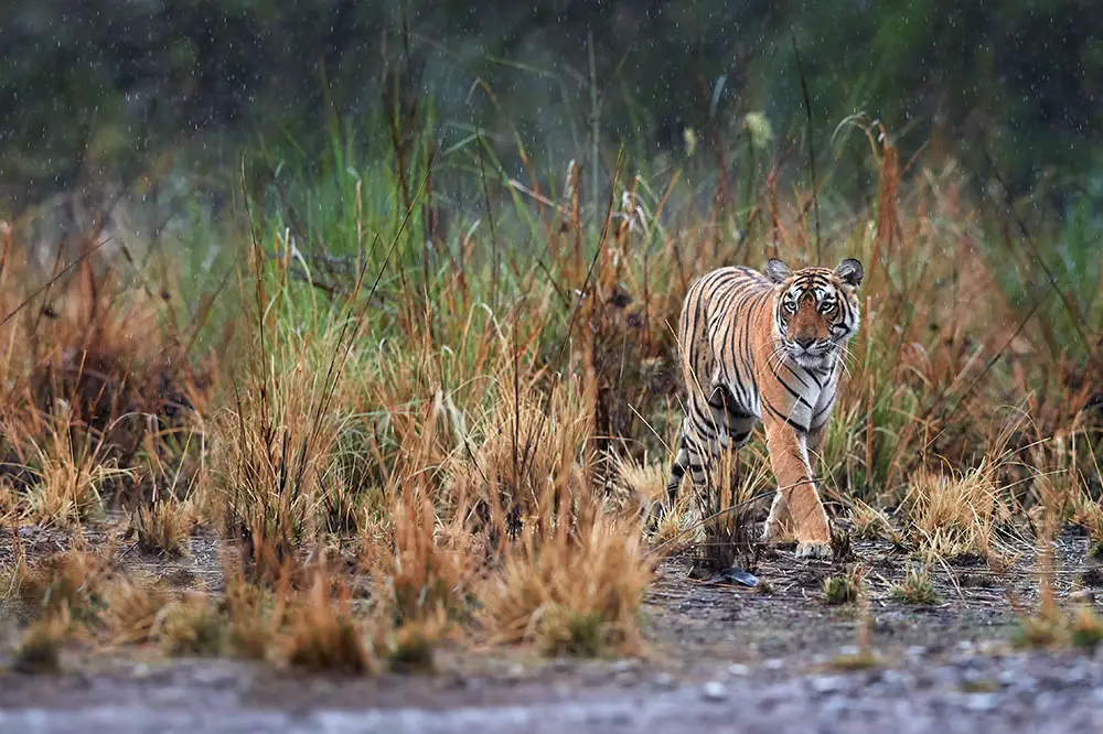 Bengal tiger in Ranthambore National Park, Rajasthan, India