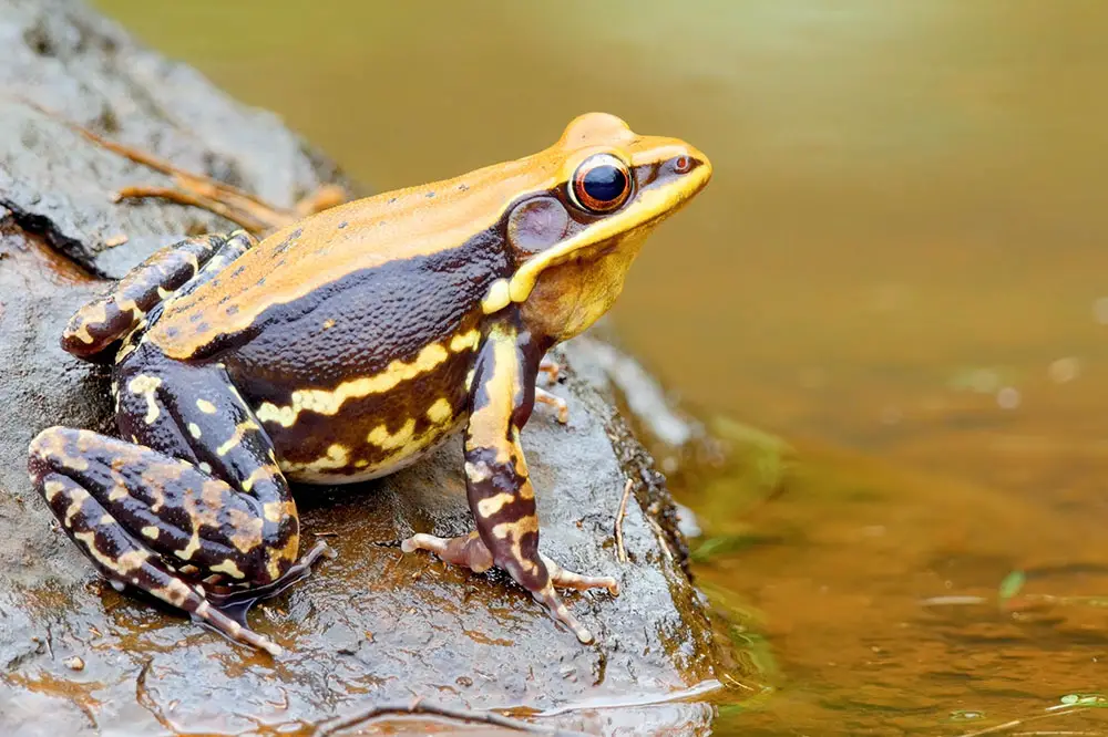 The Fungoid Frog (Hylarana malabarica)