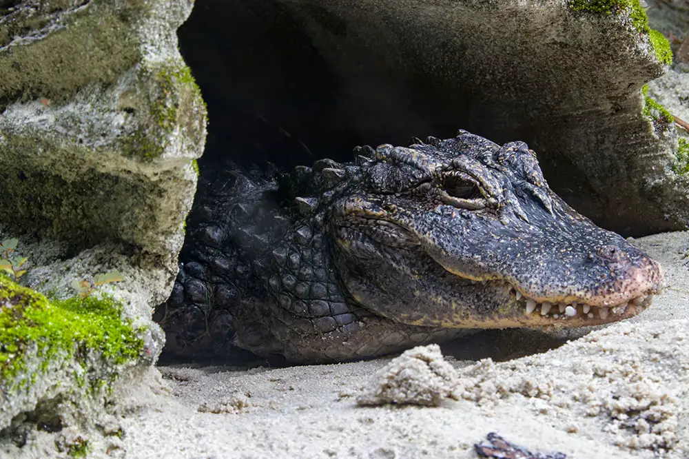 Chinese alligator (Alligator sinensis)