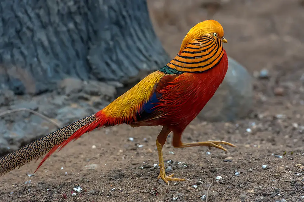 Golden or Chinese Pheasant (Chrysolophus pictus)
