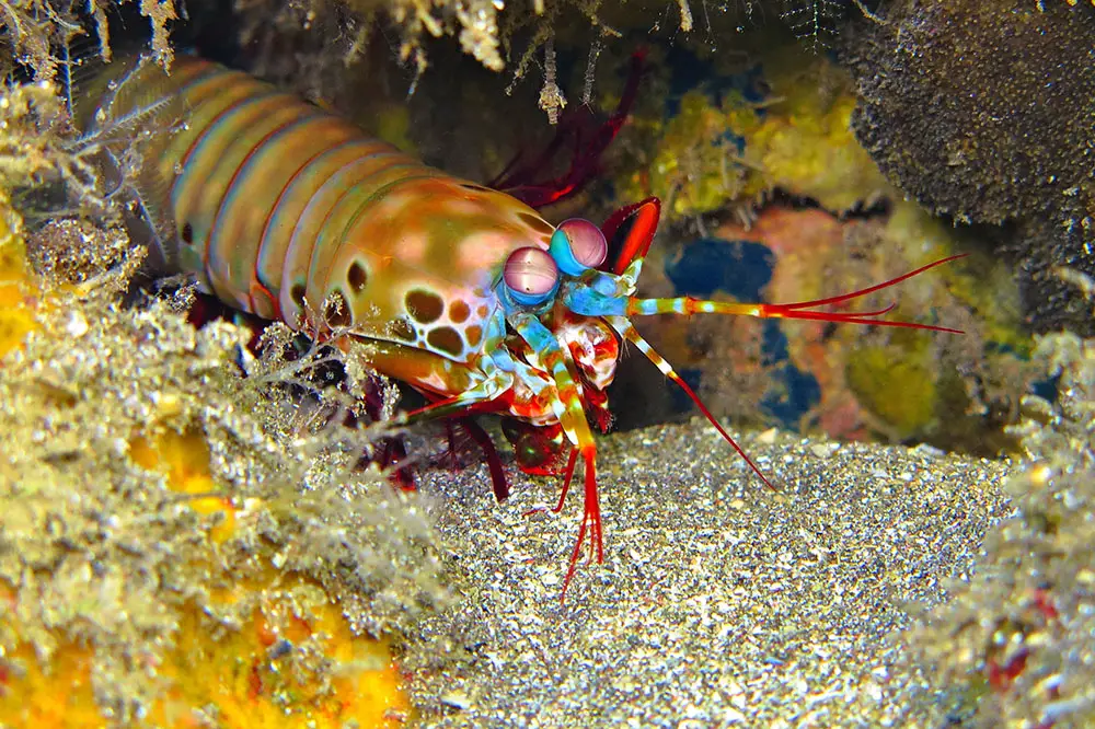 Colourful peacock mantis shrimp among tropical coral reef