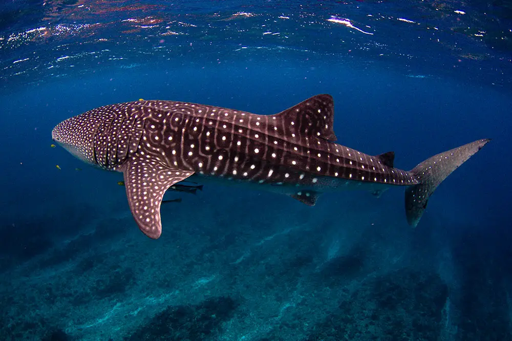 Whale shark