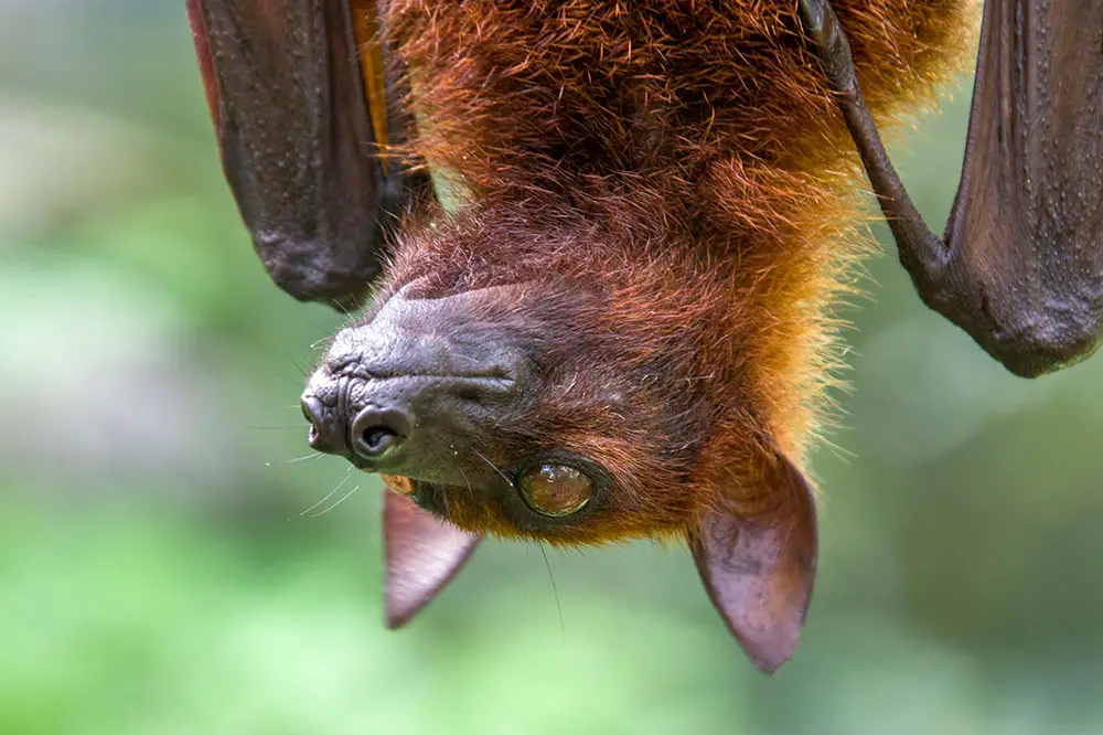 Malayan flying fox a southeast Asian species of mega bat