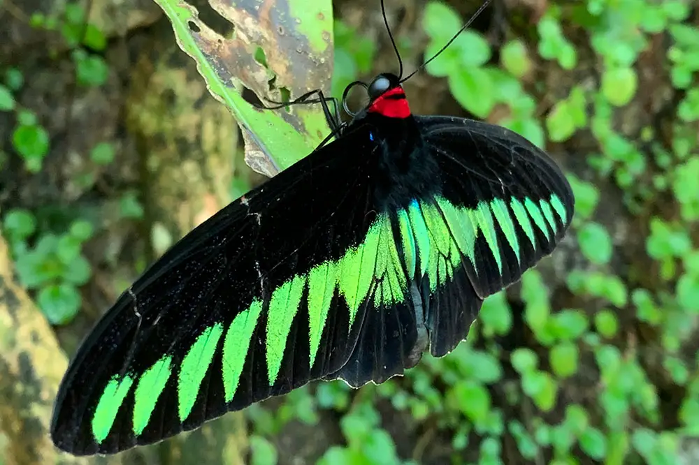 Rajah Brooke's birdwing butterfly