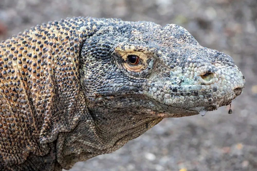 Komodo dragon