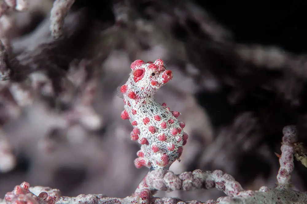 Pygmy seahorse among gorgonian coral