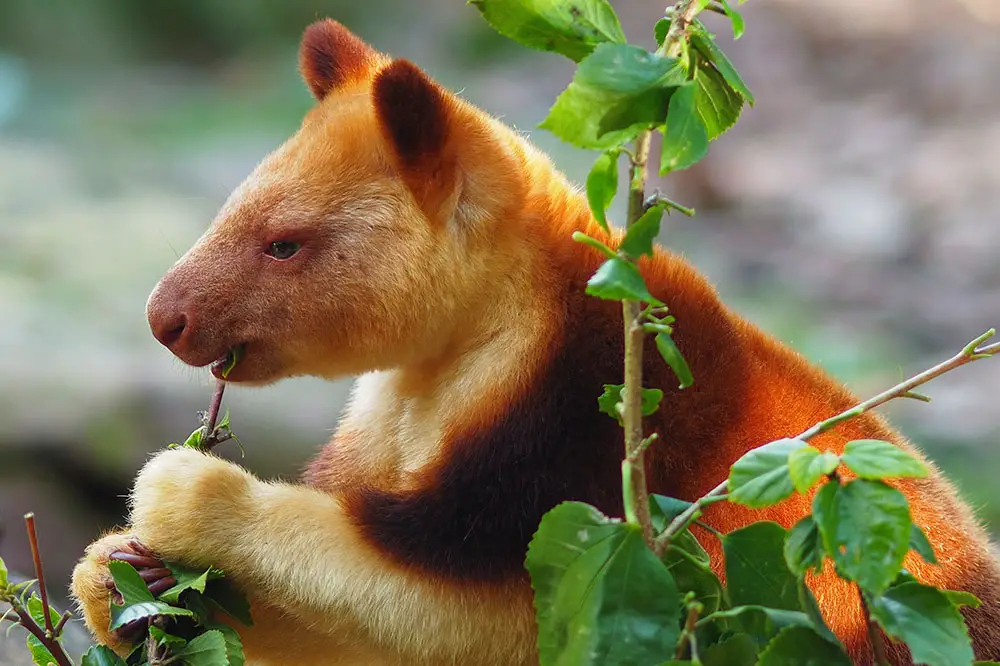 Goodfellow's Tree Kangaroo