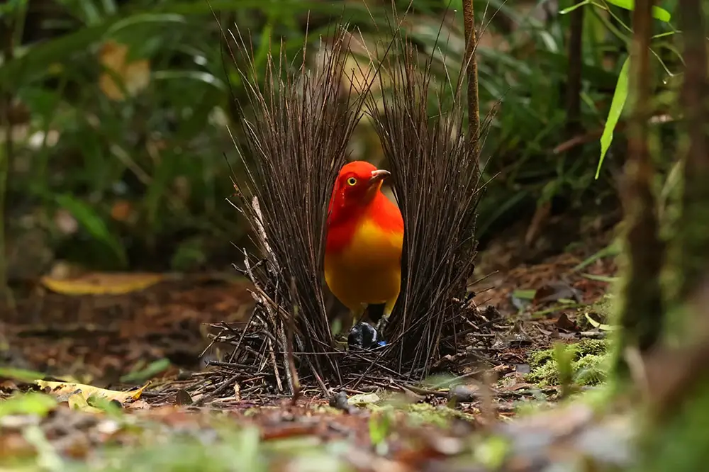 Male flame bowerbird