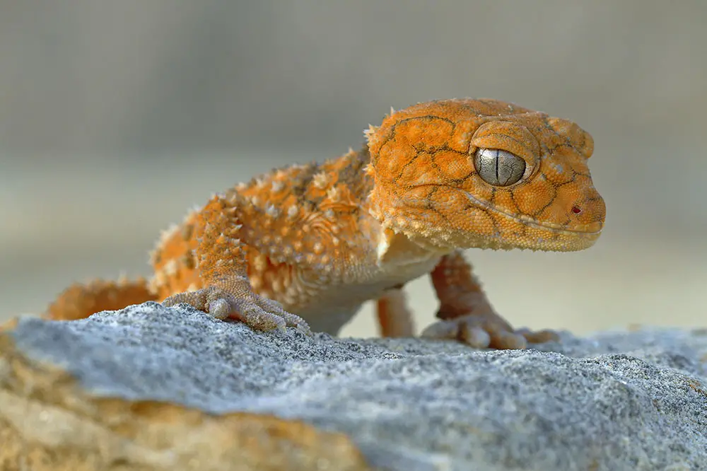 Centralian rough knob-tail gecko endemic to Australia