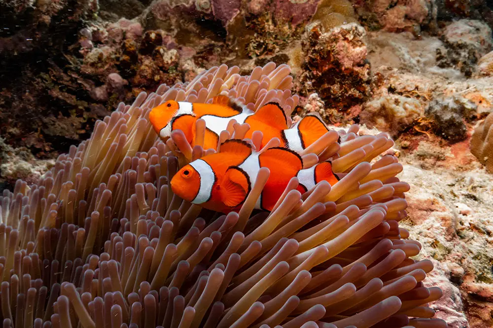 Clownfish on the Great Barrier Reef