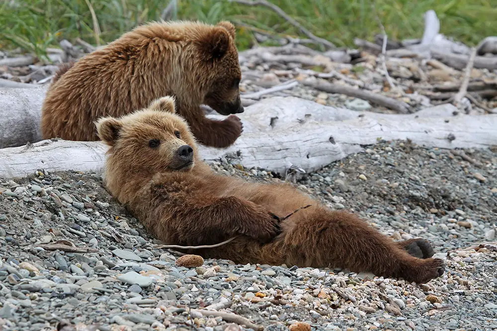 Grizzly Bear cubs relaxing on a beach in Alaska