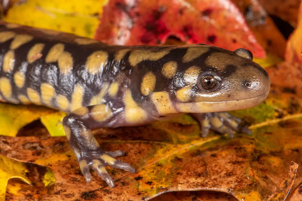 Male Tiger Salamander