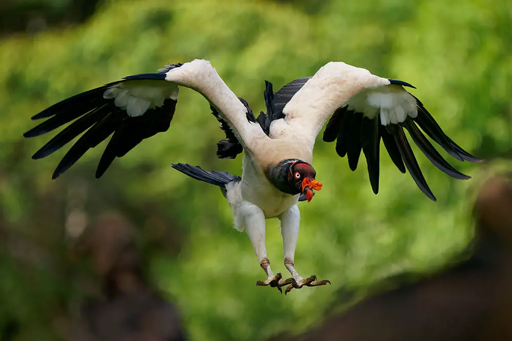 King vulture coming in to land