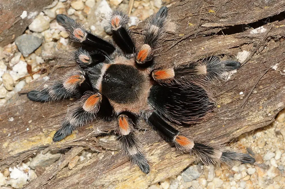 Mexican Red-Knee Tarantula