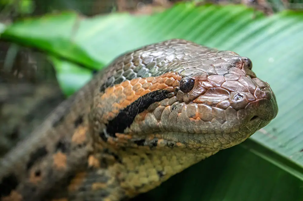 Green anaconda a South American boa species