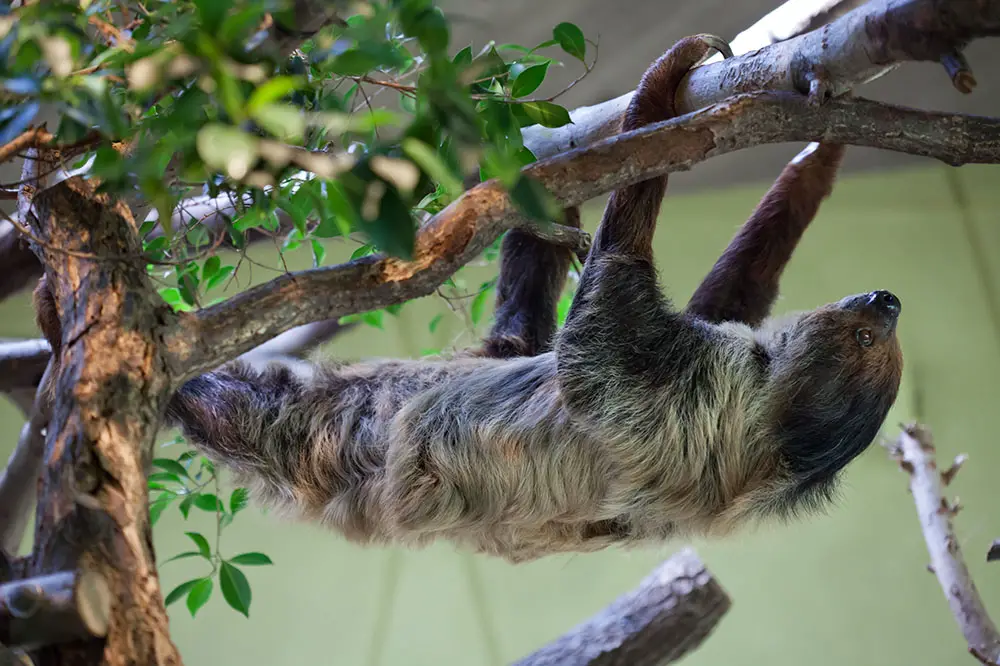 Linnaeus's two-toed sloth