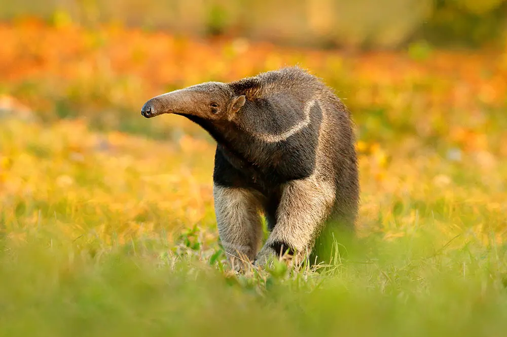 Giant anteater