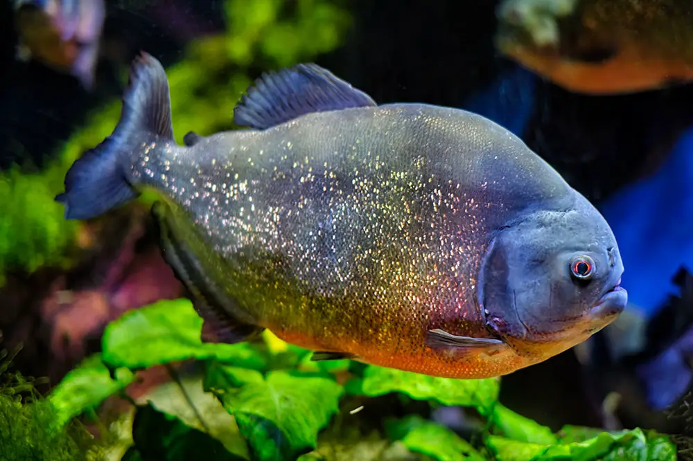 Red-bellied piranha