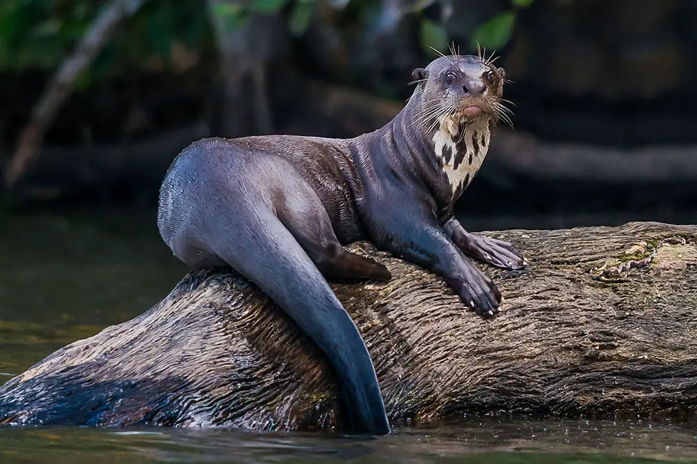 Giant otter in the Amazon