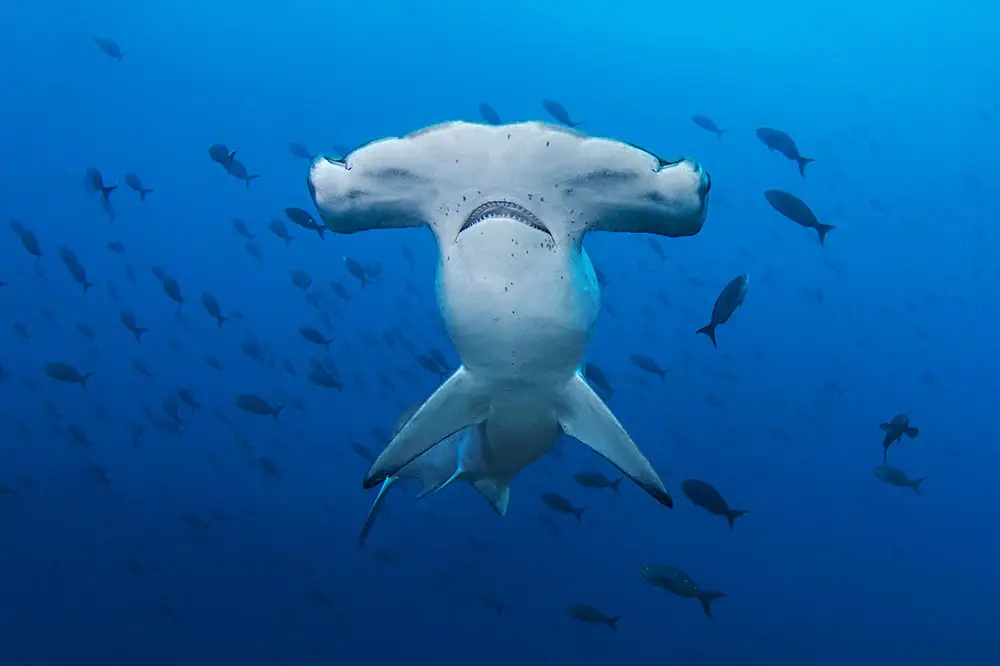 Scalloped hammerhead in the Galapagos Islands