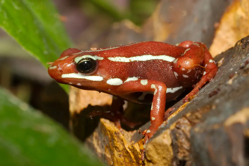 Anthony's poison arrow frog