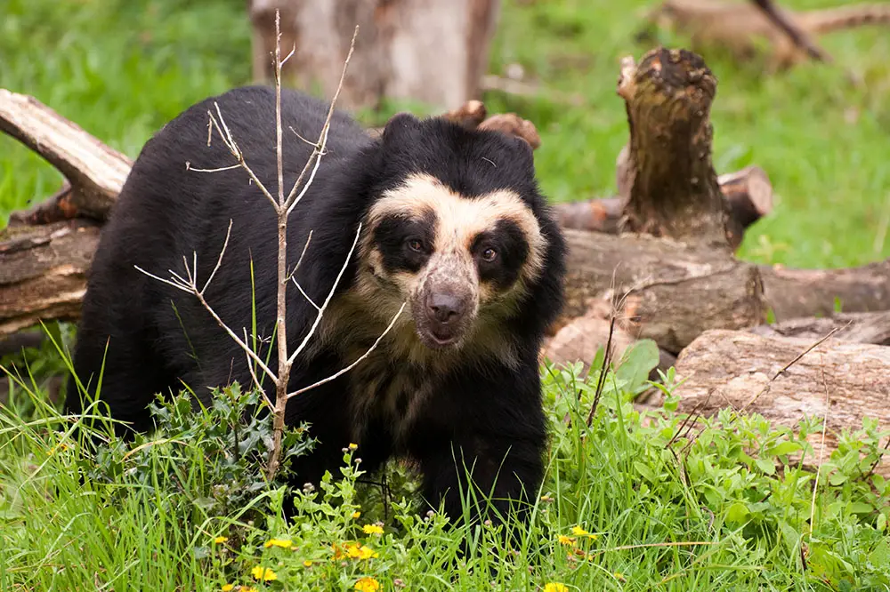 Spectacled bear, the only species in South America