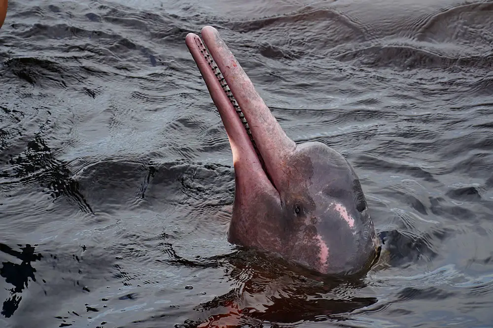 Novo Airao, Rio Negro, Amazonas State, Brazil