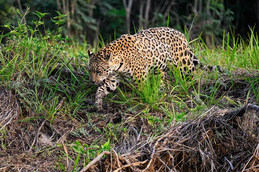 Wild Jaguar walking in the Brazilian Pantanal